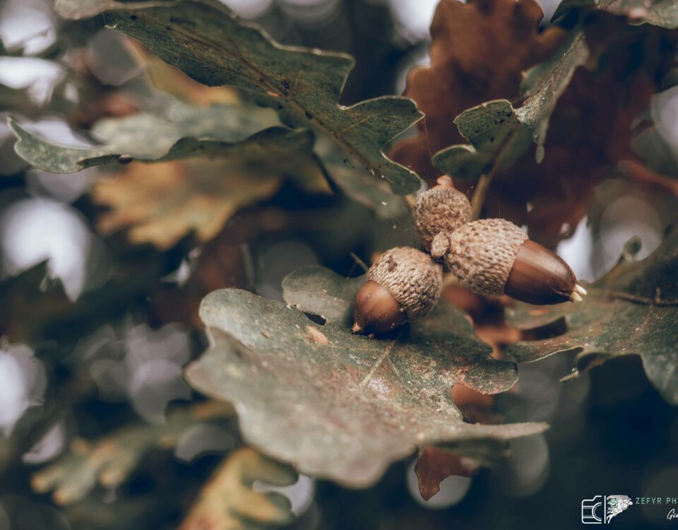 ghiande con foglie in autunno