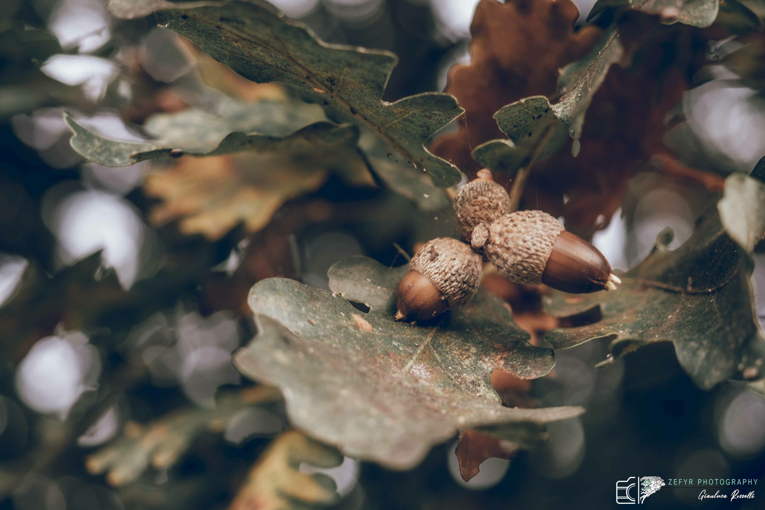 ghiande con foglie in autunno